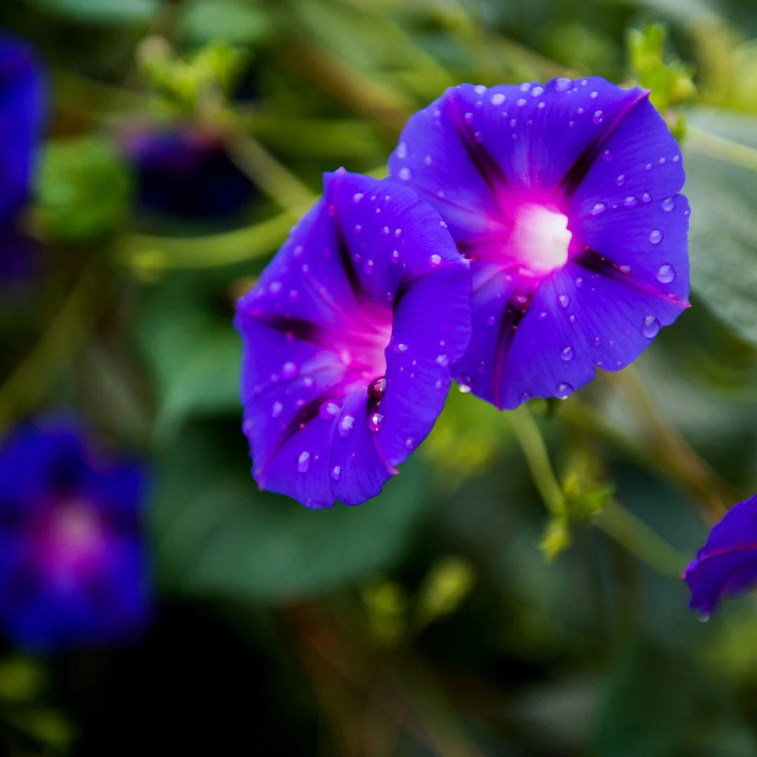 Grandpa Ott Morning Glory