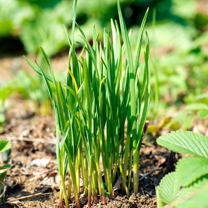 Garlic Chives