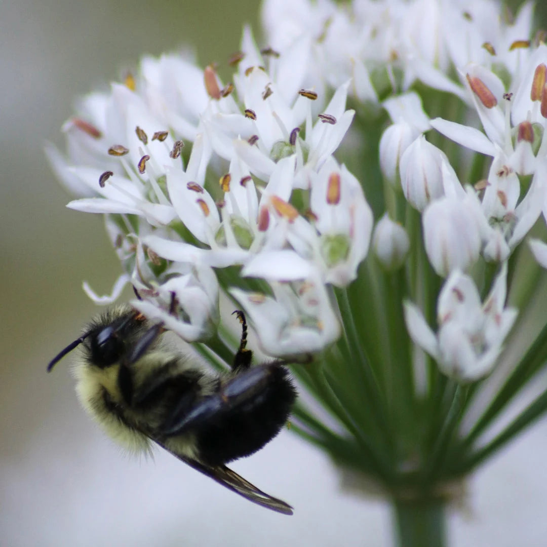 Garlic Chives