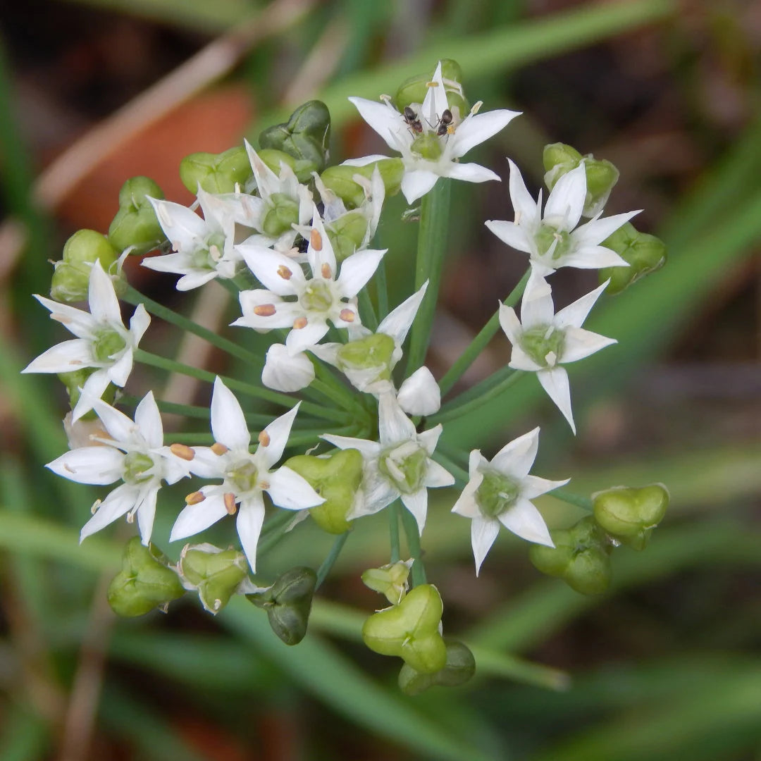 Garlic Chives