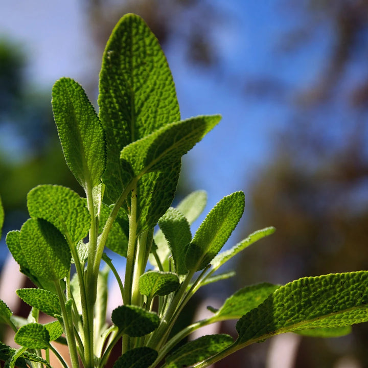 Garden Sage