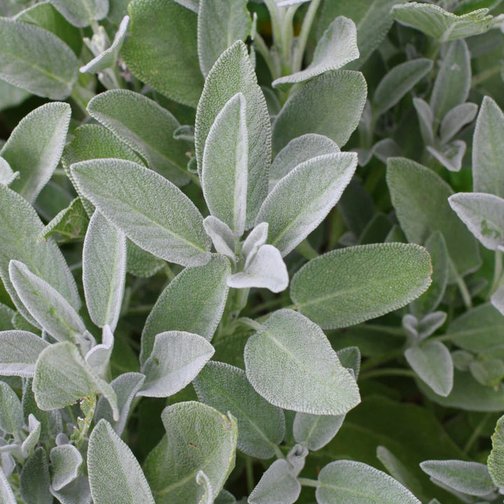 Garden Sage