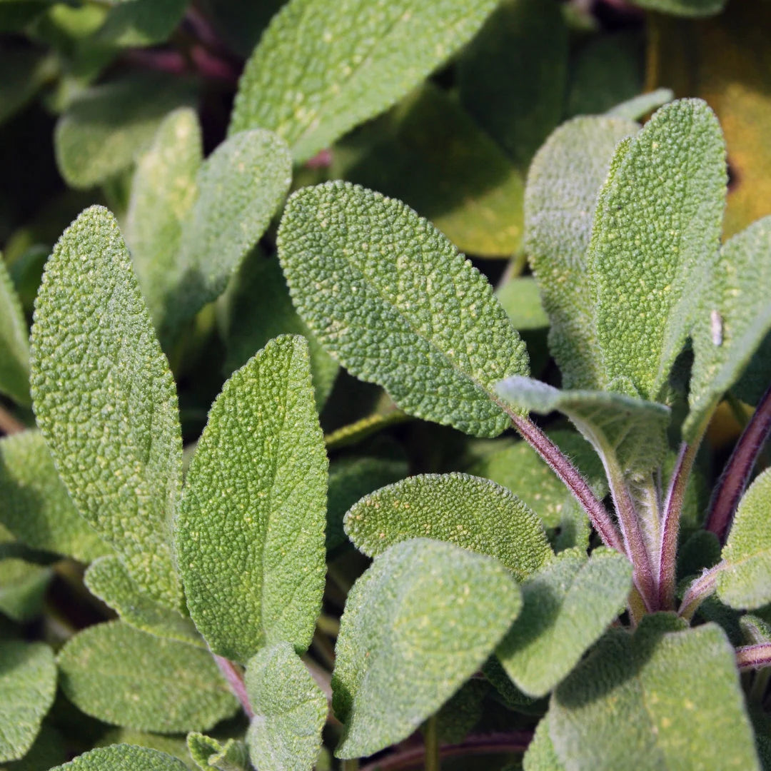 Garden Sage