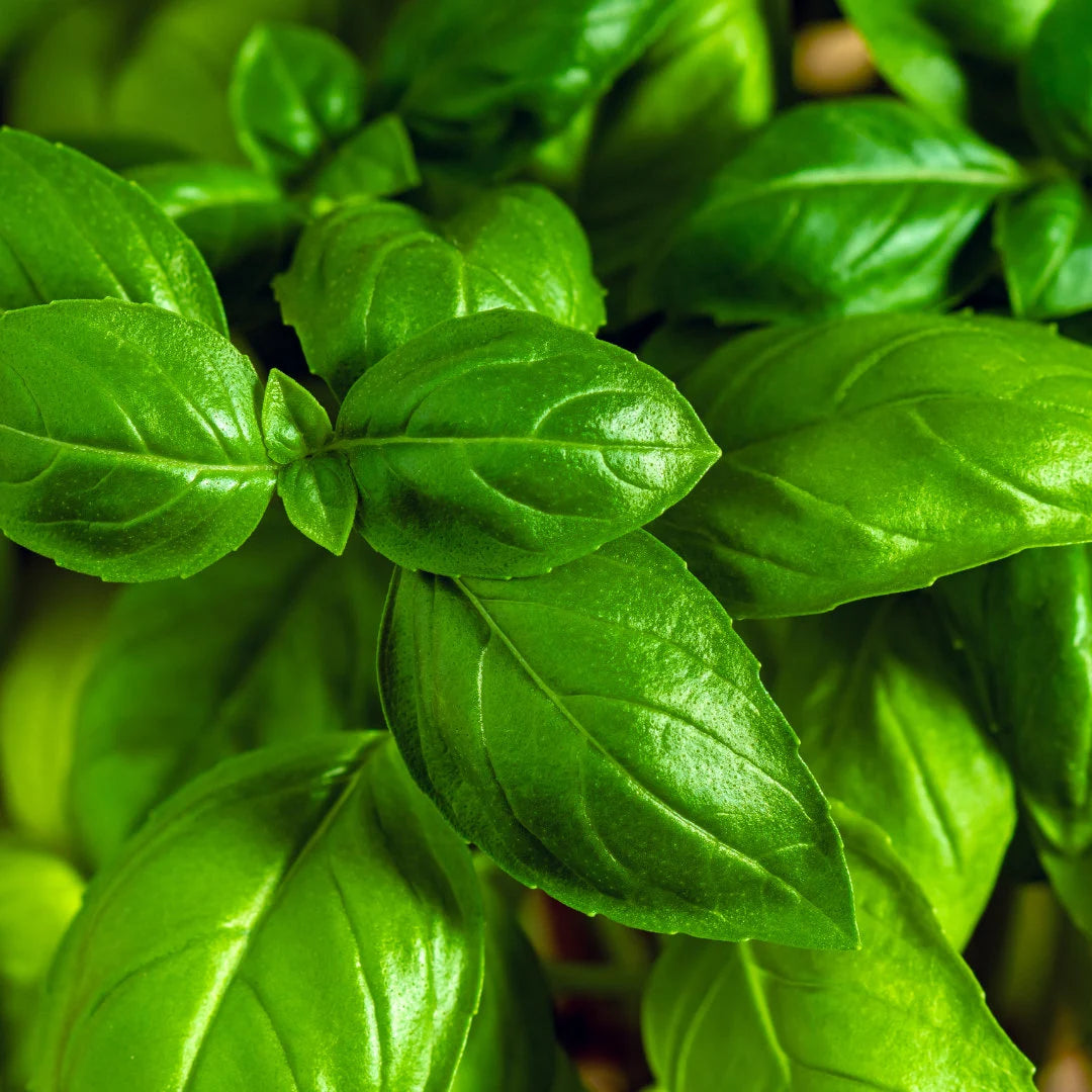 Genovese Basil