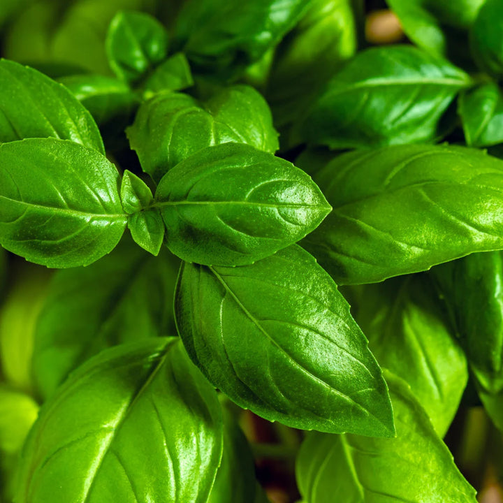 Genovese Basil