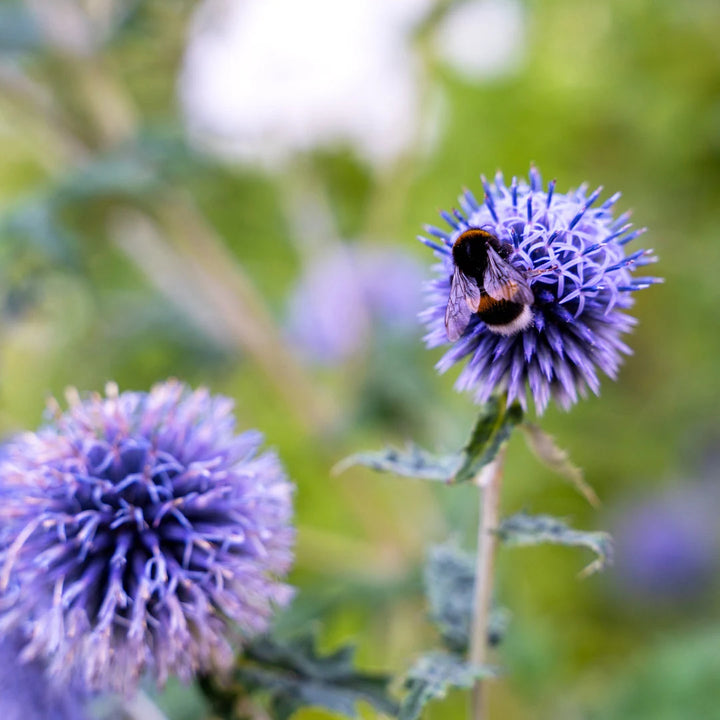 Globe Thistle