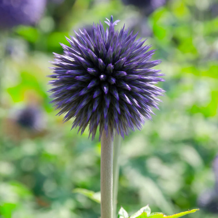 Globe Thistle