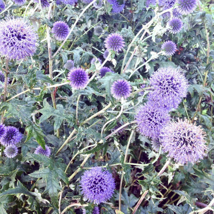 Globe Thistle