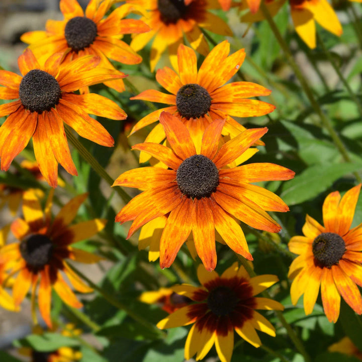 Gloriosa Daisy