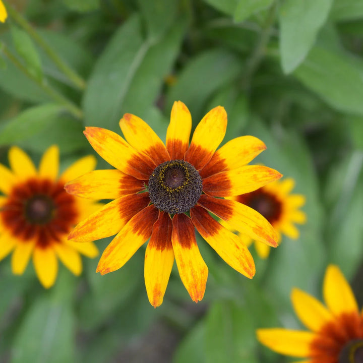 Gloriosa Daisy