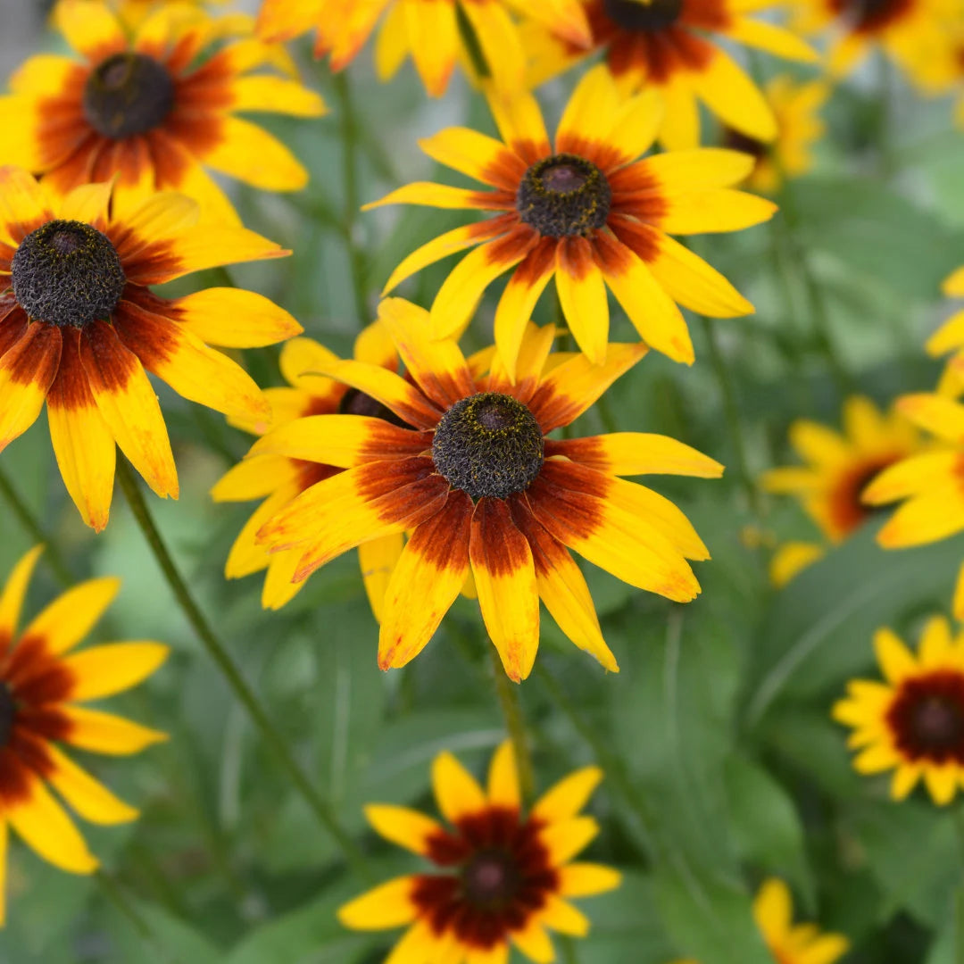 Gloriosa Daisy