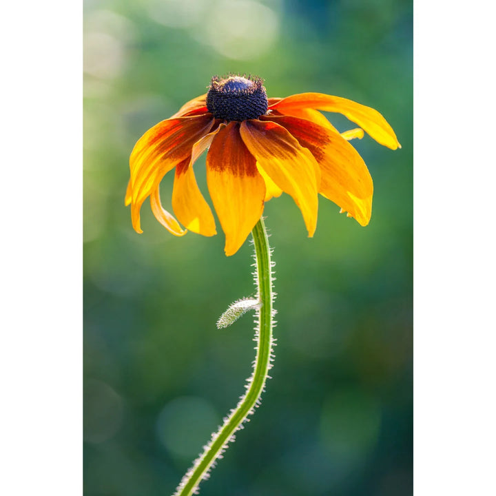 Gloriosa Daisy