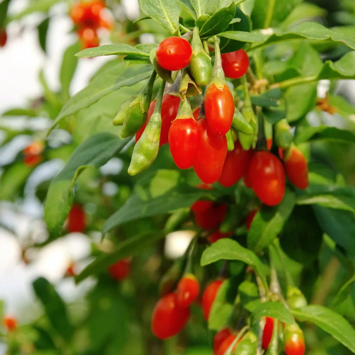 Shanghai Express Goji Berry