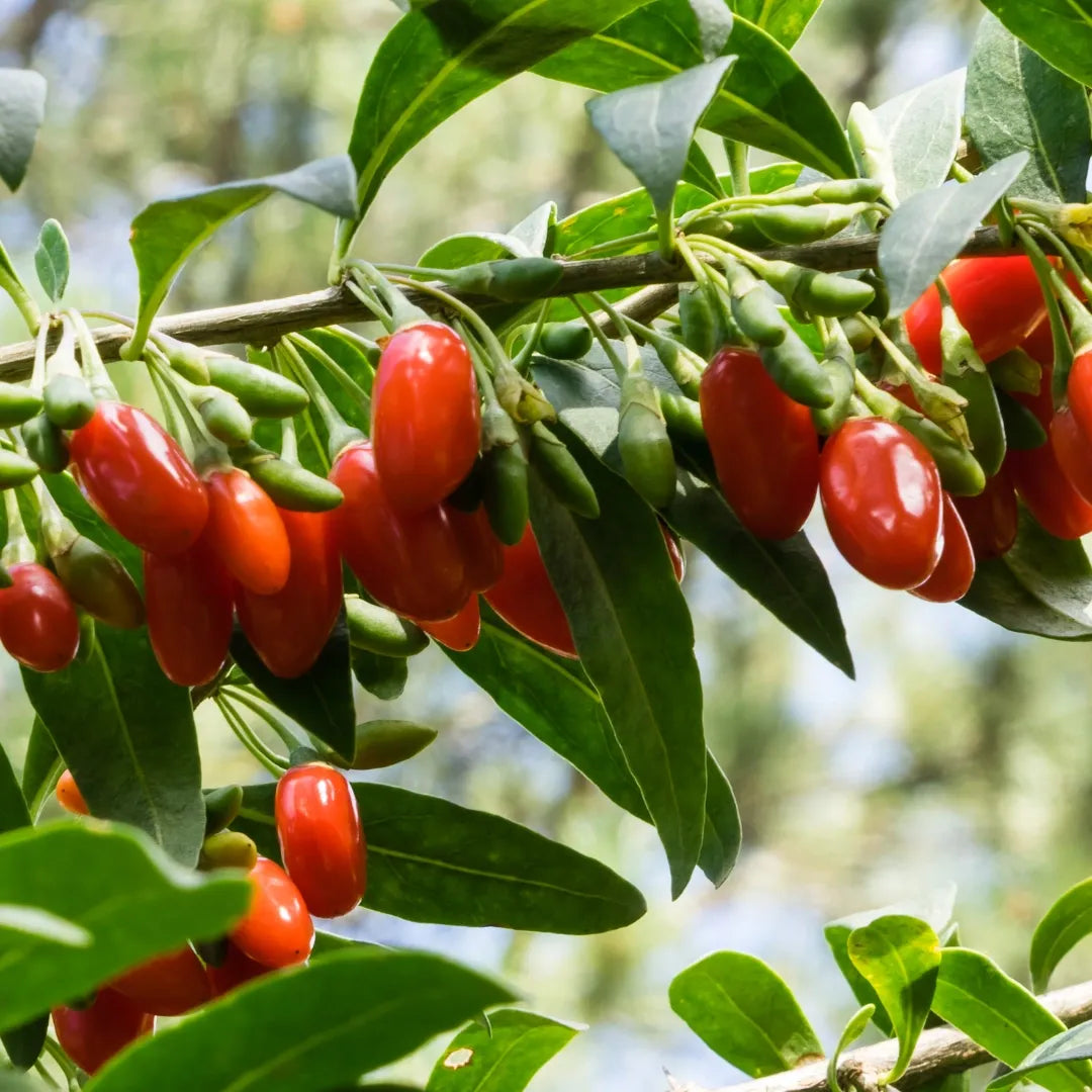 Shanghai Express Goji Berry