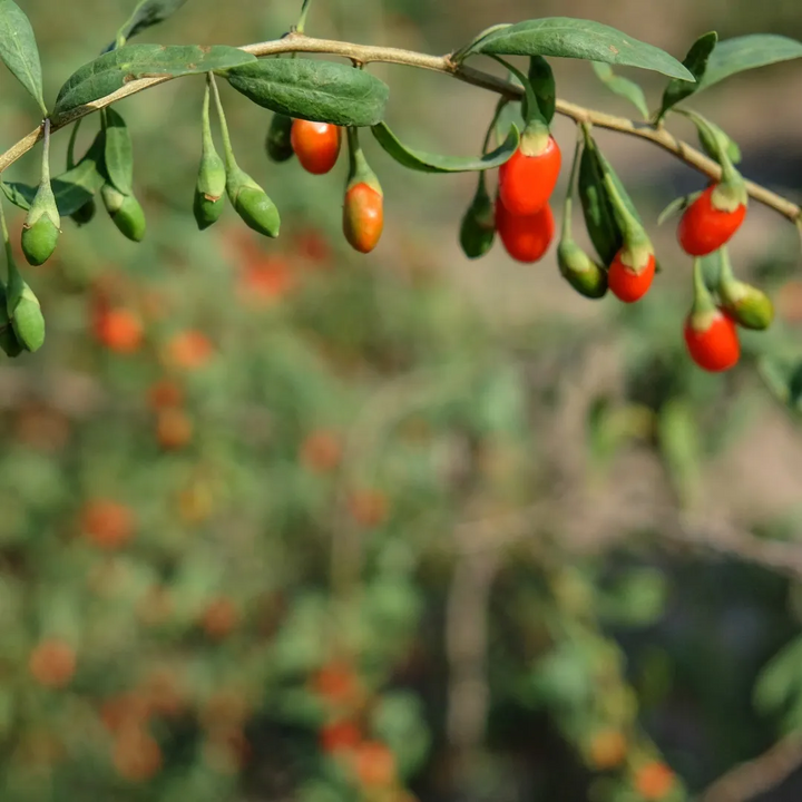 Shanghai Express Goji Berry