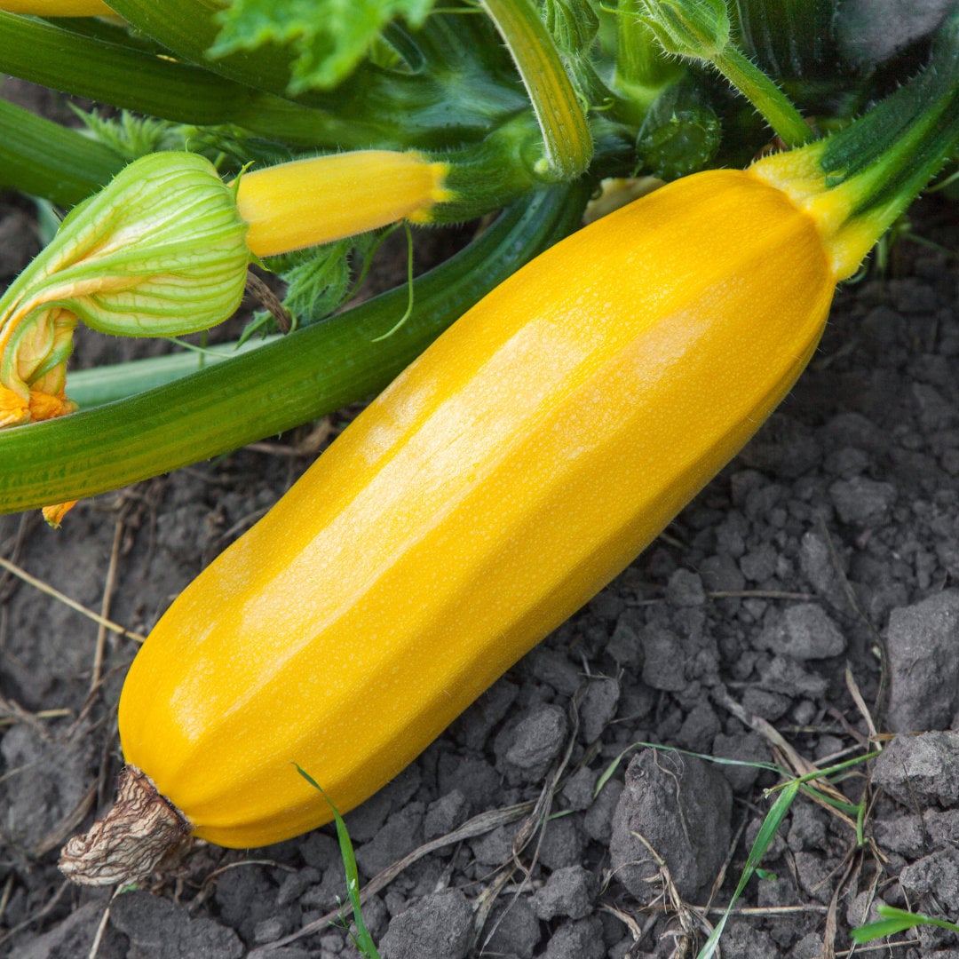 Golden Delight Zucchini