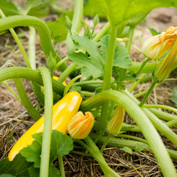 Golden Delight Zucchini