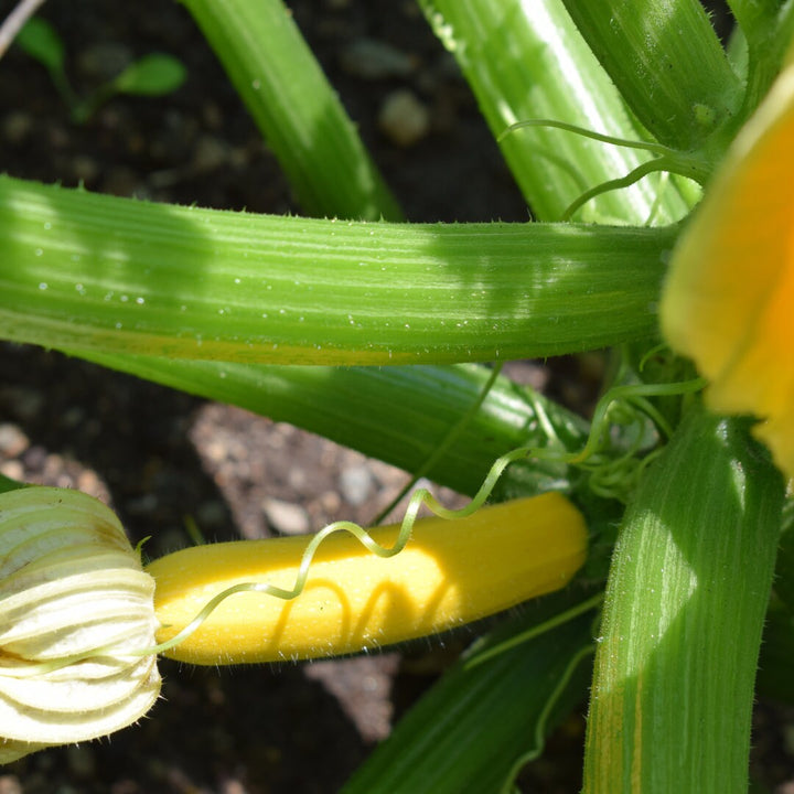 Golden Delight Zucchini