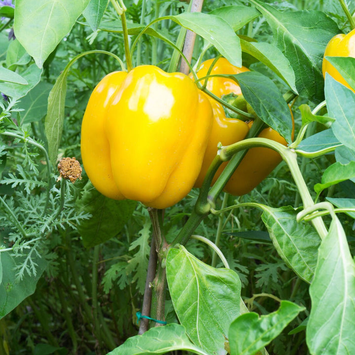 Golden Star Hybrid Pepper