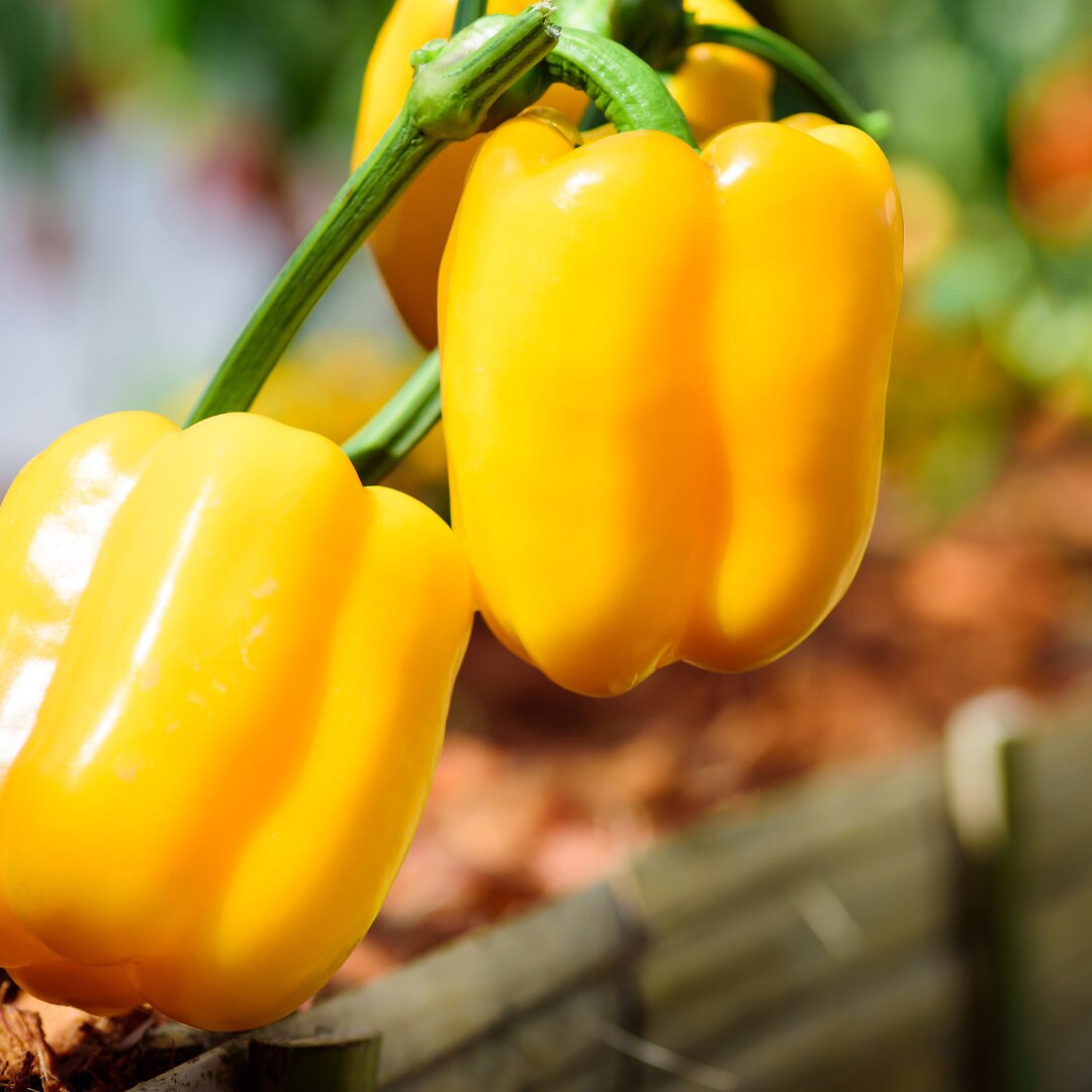 Golden Star Hybrid Pepper