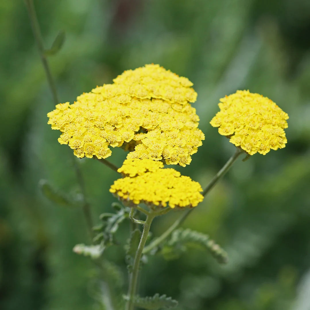 Golden Yarrow