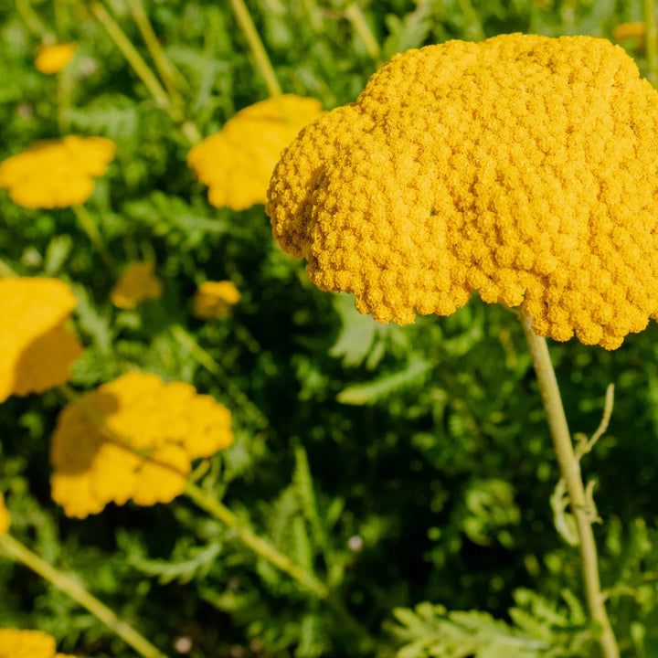 Golden Yarrow