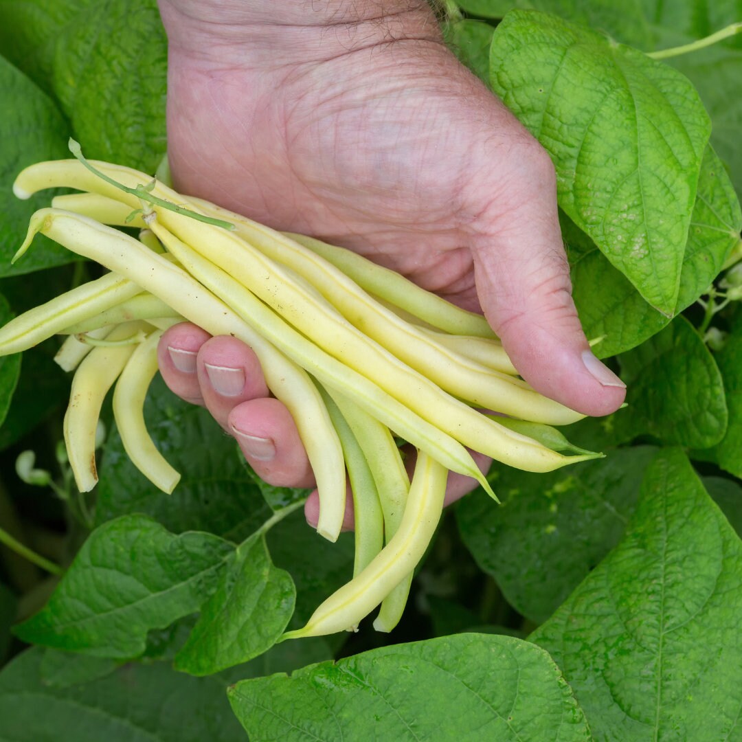 Goldrush Bush Bean