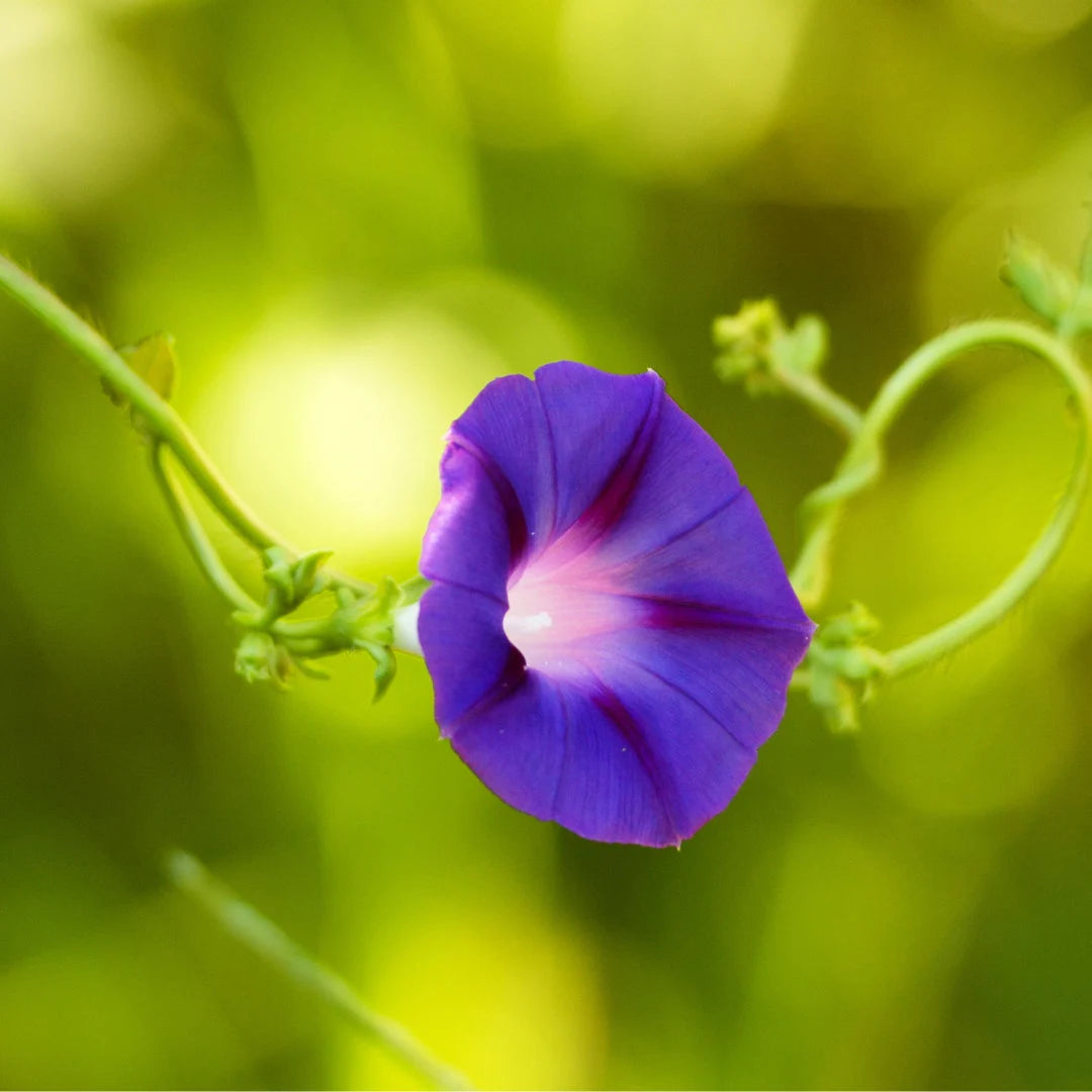 Grandpa Ott Morning Glory