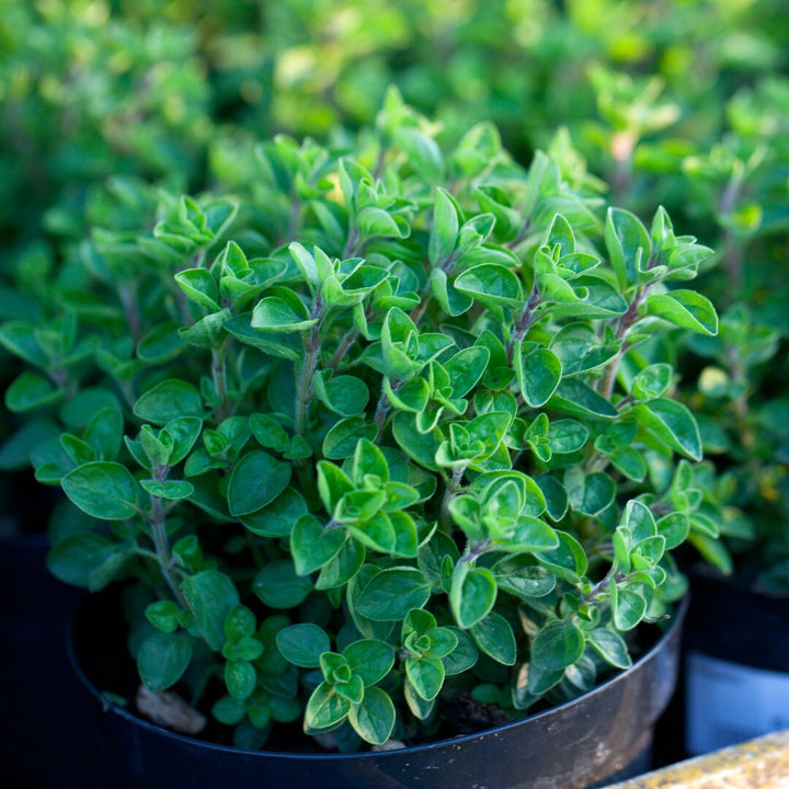 Greek Oregano