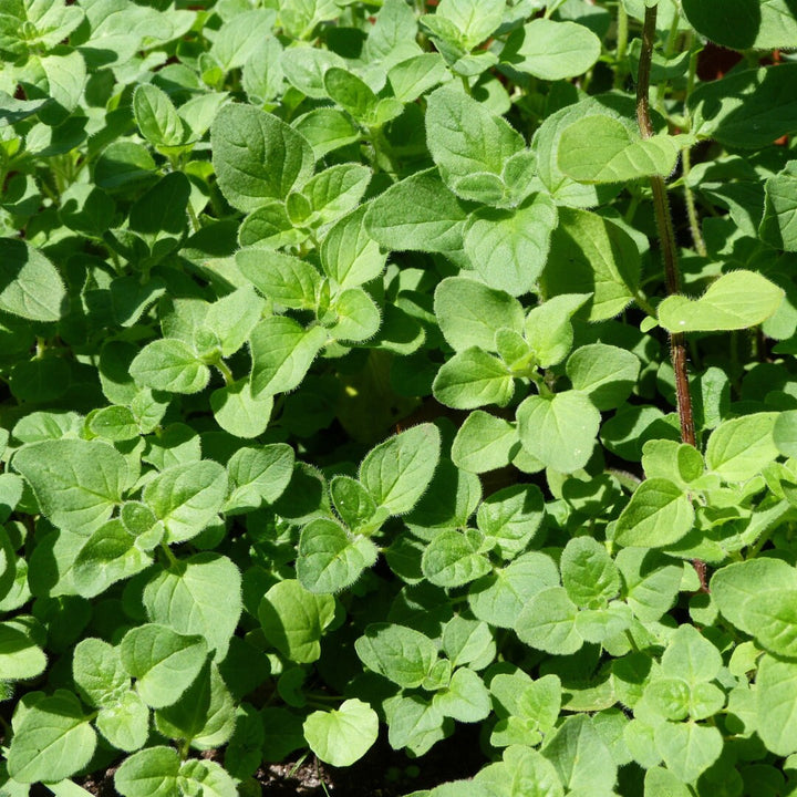 Greek Oregano