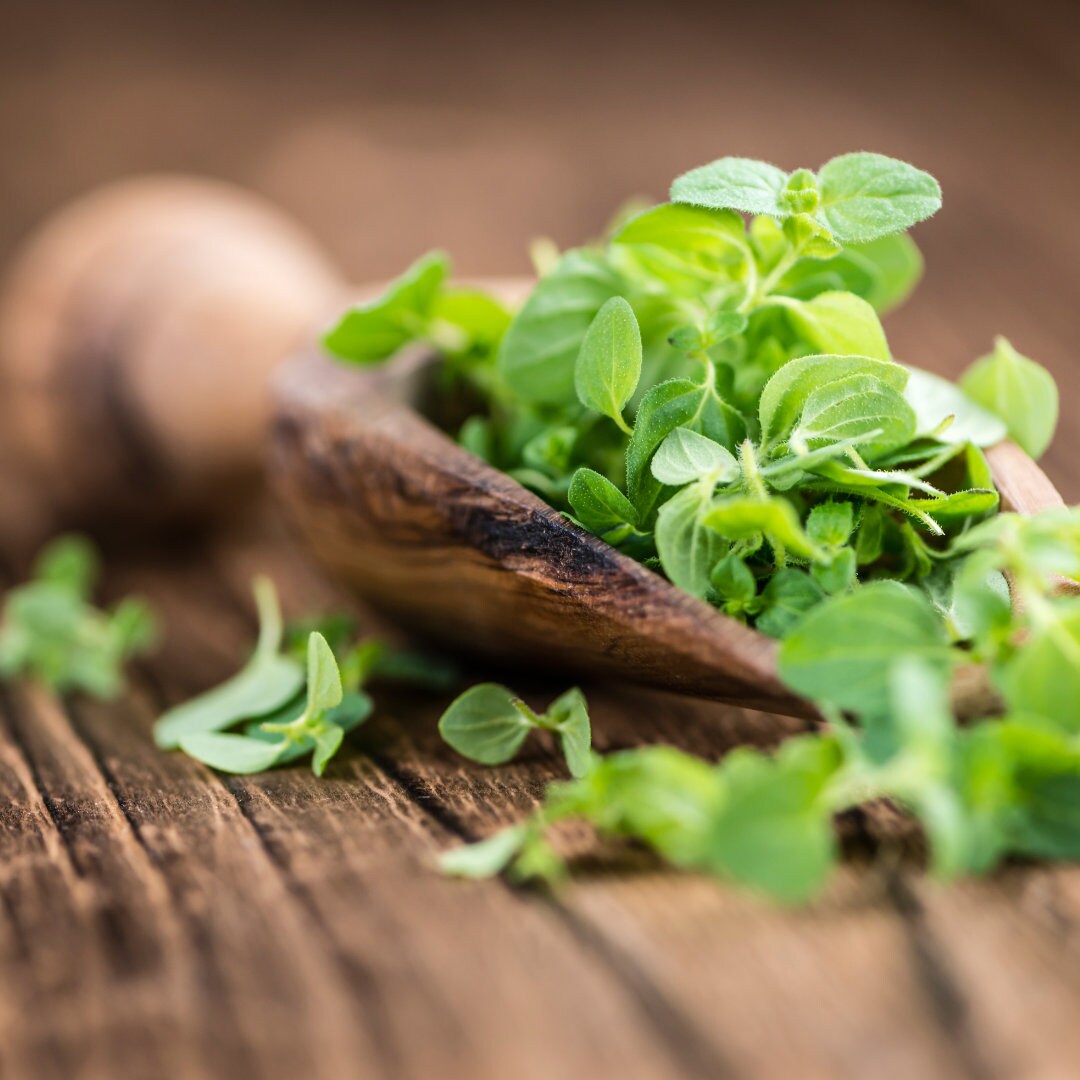 Greek Oregano