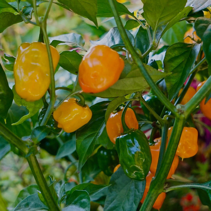 Habanero Pepper