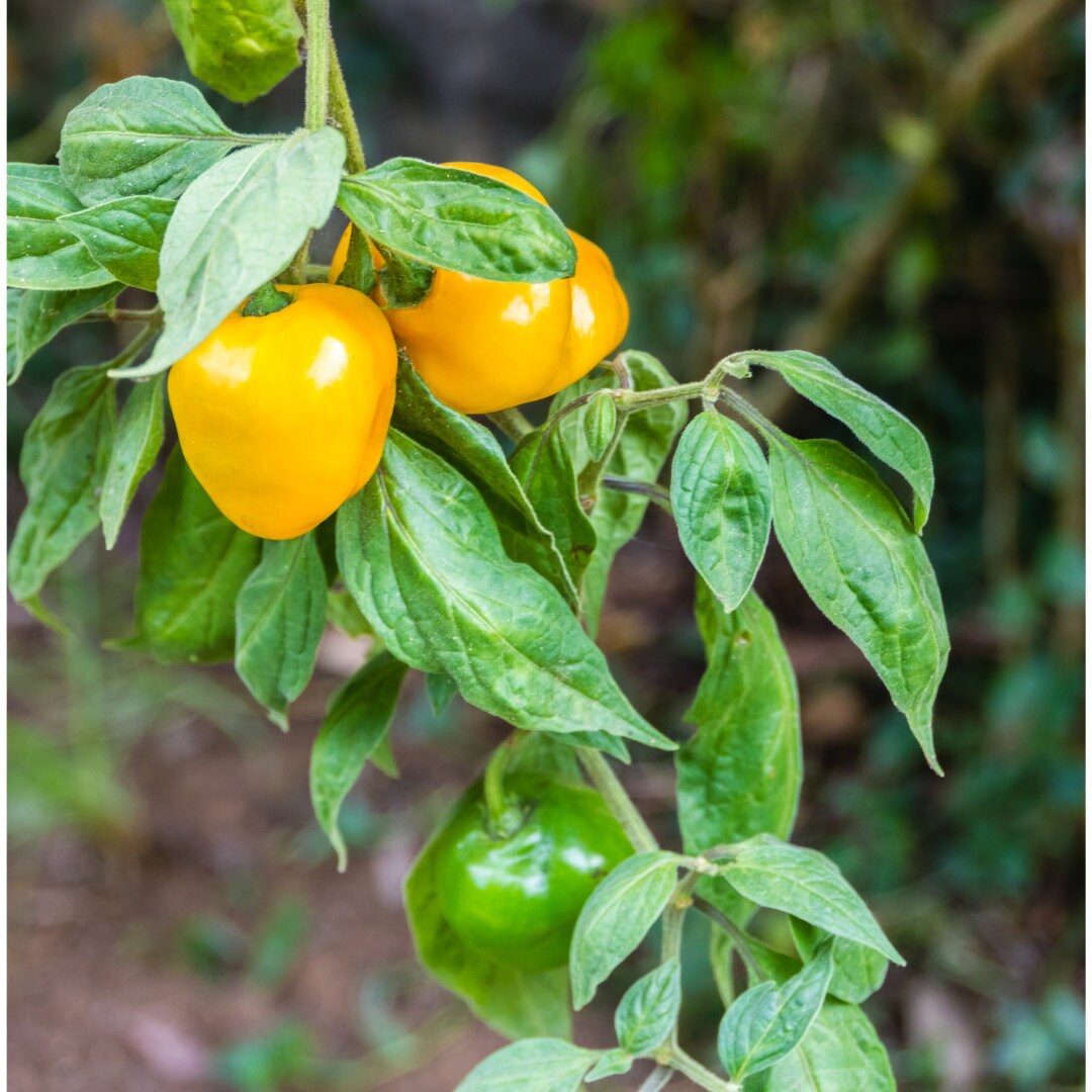 Habanero Pepper