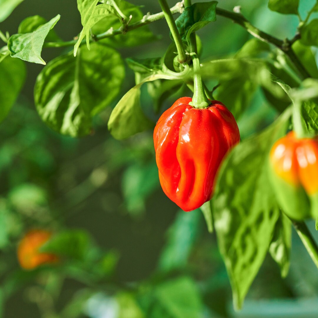 Habanero Pepper