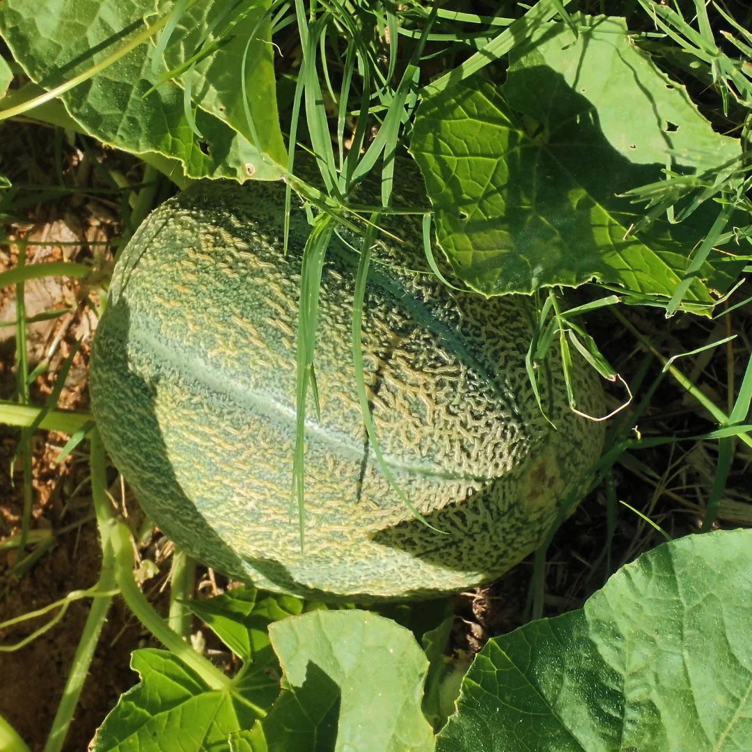 Hale's Best Jumbo Cantaloupe