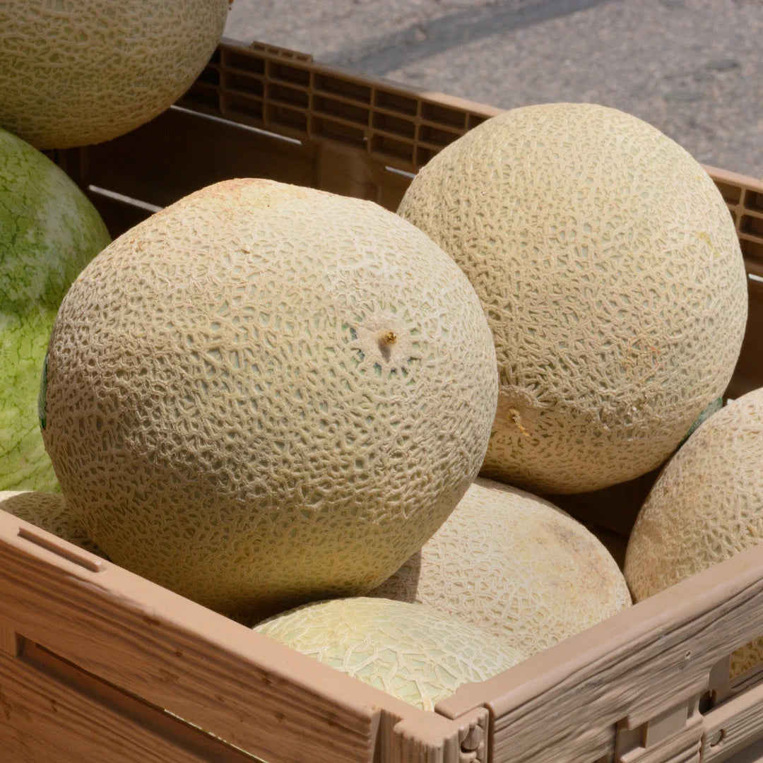 Hearts of Gold Cantaloupe