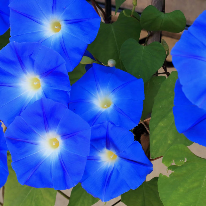 Heavenly Blue Morning Glory