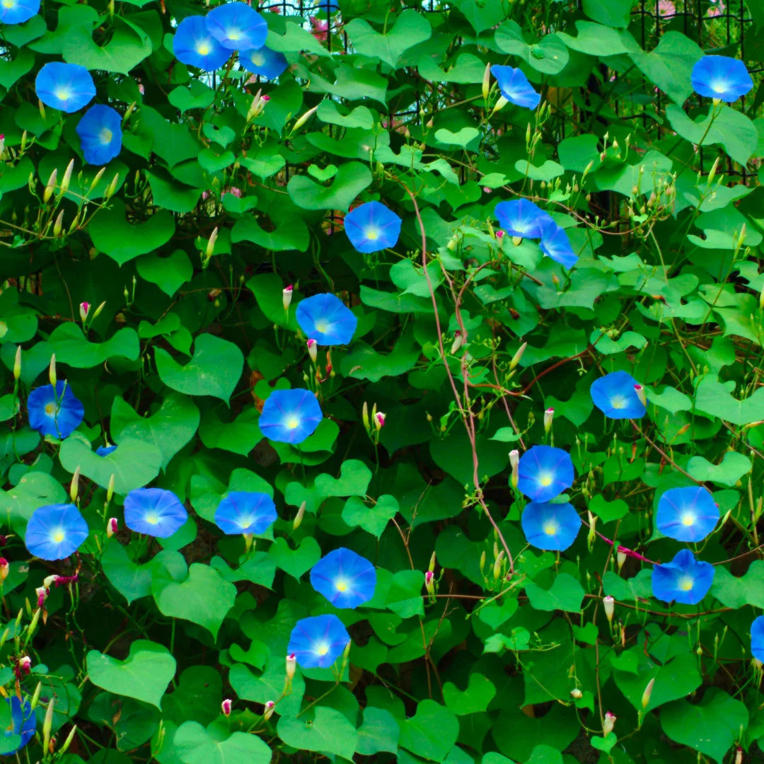 Heavenly Blue Morning Glory