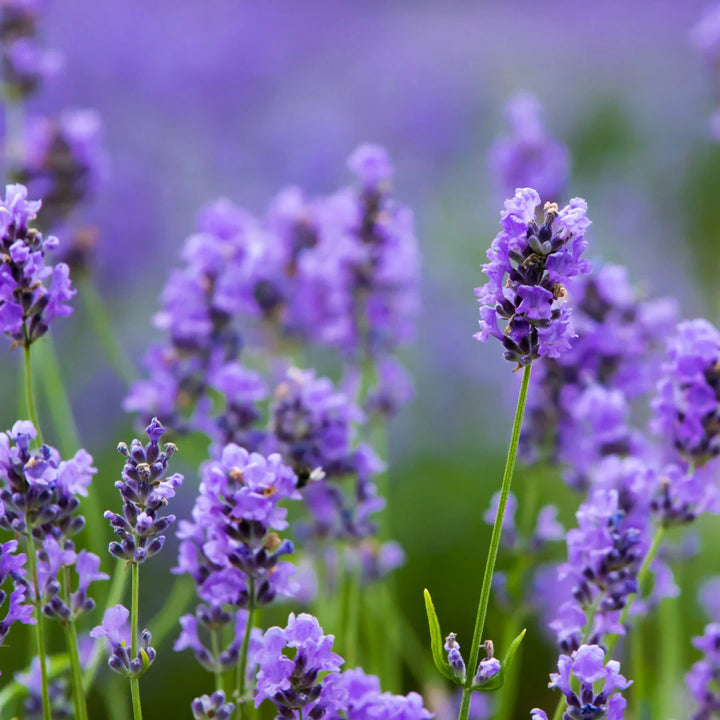 Hidcote Blue Lavender