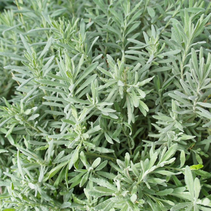 Hidcote Blue Lavender