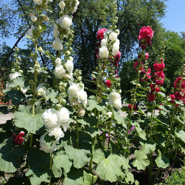 Hollyhock Chaters Double Mixed