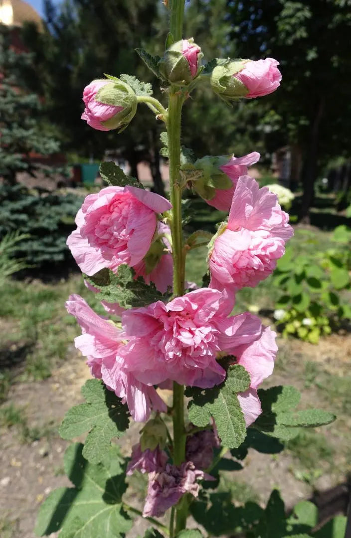 Hollyhock Chaters Double Mixed