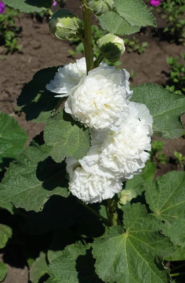 Hollyhock Chaters Double Mixed