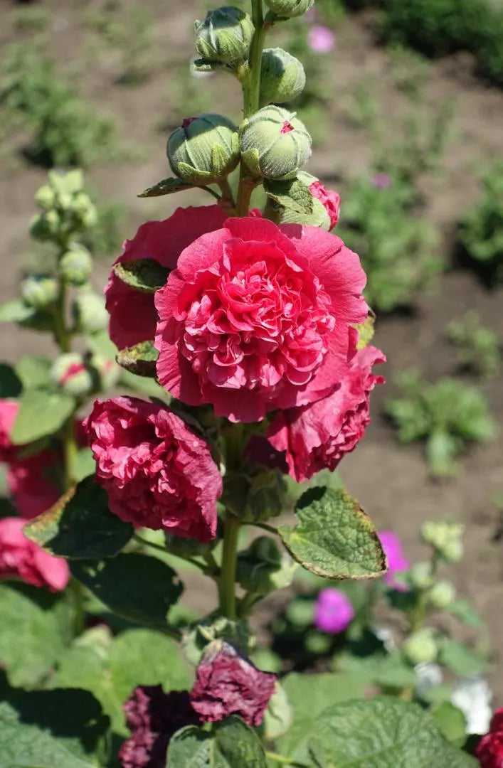 Hollyhock Chaters Double Mixed