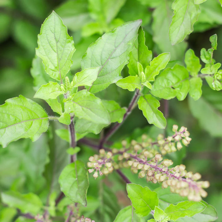 Holy Basil