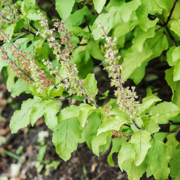 Holy Basil