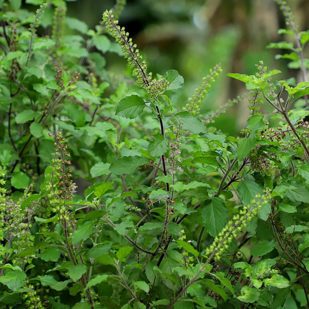 Holy Basil