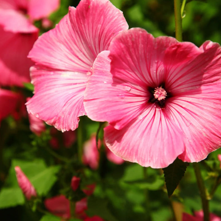 Hot Pink Lavatera