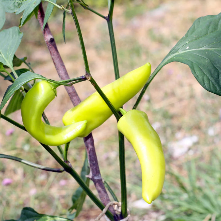 Hungarian Wax Pepper