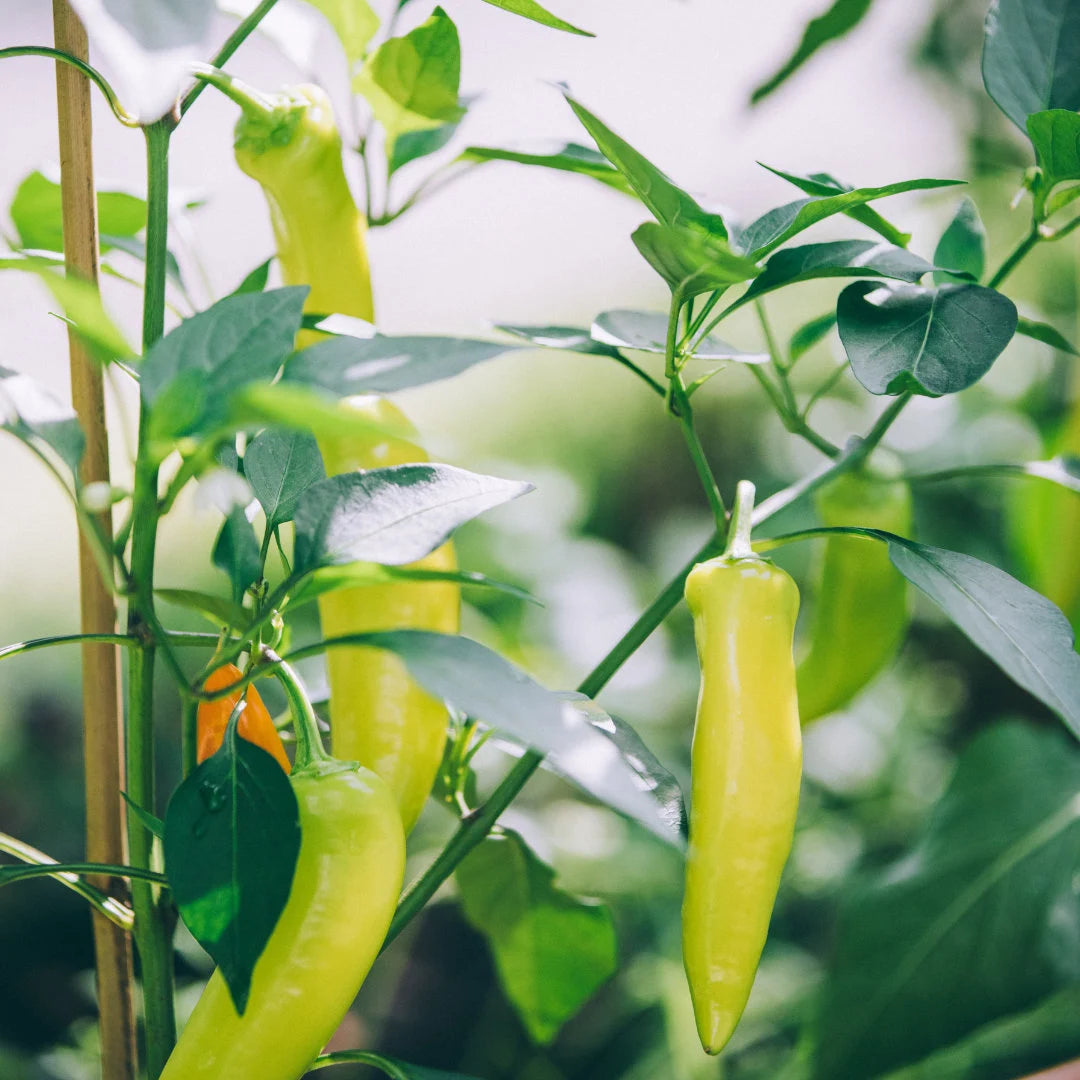 Hungarian Wax Pepper